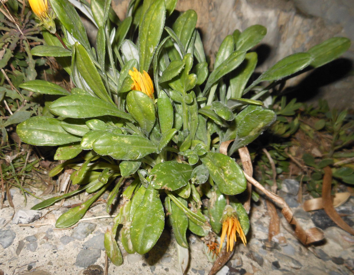 Gazania rigens (L.) Gaertn. var. rigens